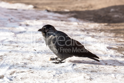 Common raven (Corvus corax). Wild life animal.