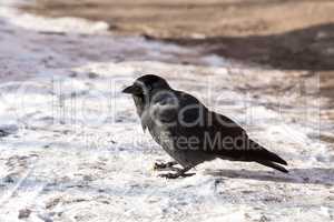 Common raven (Corvus corax). Wild life animal.