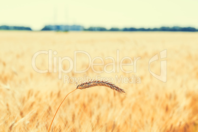 Gold wheat field and blue sky