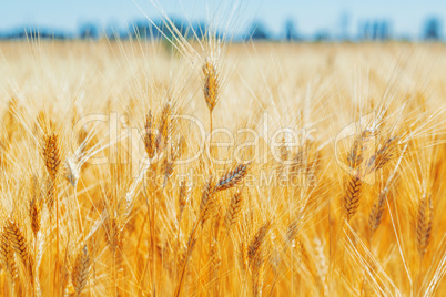 Gold wheat field and blue sky Gold wheat field and blue sky