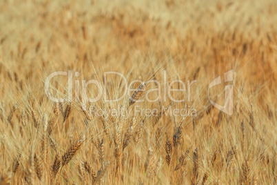 Gold wheat field and blue sky