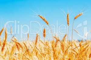 Gold wheat field and blue sky