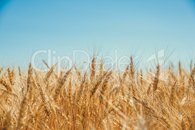 Gold wheat field and blue sky