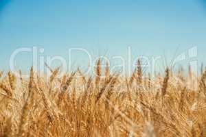 Gold wheat field and blue sky