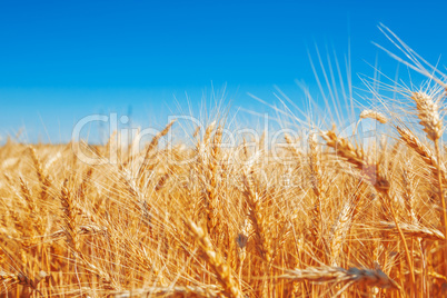 Gold wheat field and blue sky