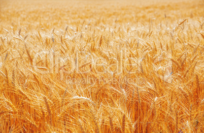 Gold wheat field and blue sky