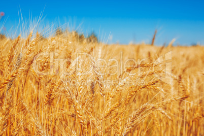 Gold wheat field and blue sky