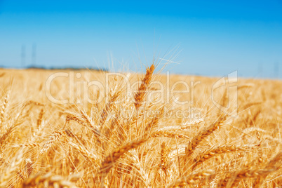 Gold wheat field and blue sky