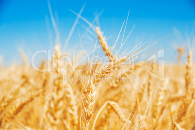 Gold wheat field and blue sky