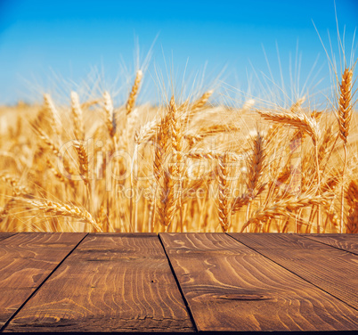 Gold wheat field and blue sky