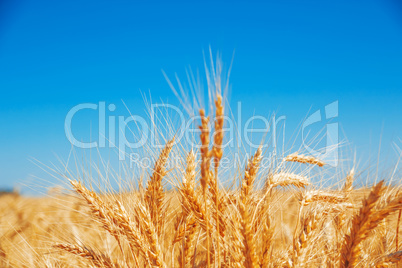 Gold wheat field and blue sky