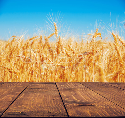 Gold wheat field and blue sky