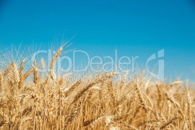 Gold wheat field and blue sky