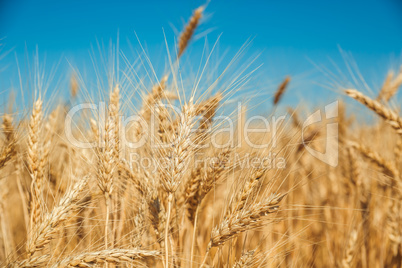 Gold wheat field and blue sky