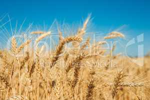 Gold wheat field and blue sky