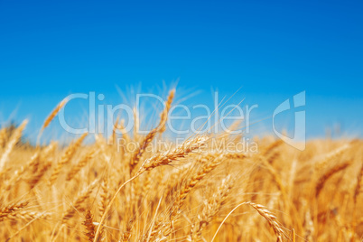 Gold wheat field and blue sky