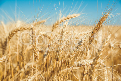 Gold wheat field and blue sky