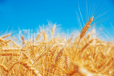 Gold wheat field and blue sky