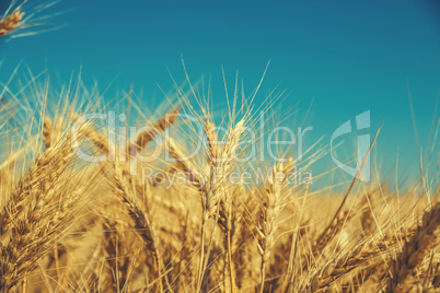 Gold wheat field and blue sky