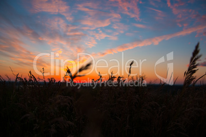Dry spare of grass in sunset dawn. Soft focus