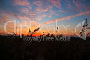 Dry spare of grass in sunset dawn. Soft focus