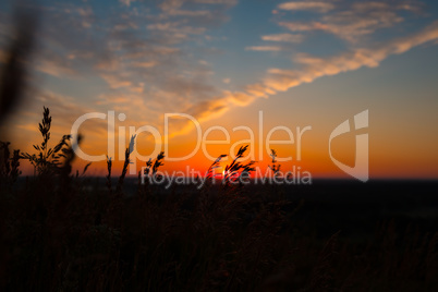 Dry spare of grass in sunset dawn. Soft focus