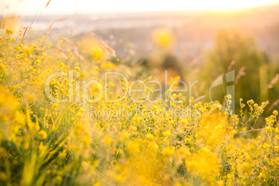 Beautiful rural landscape with sunrise over a meadow. Soft focus