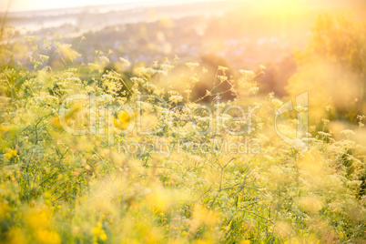 Beautiful rural landscape with sunrise over a meadow. Soft focus