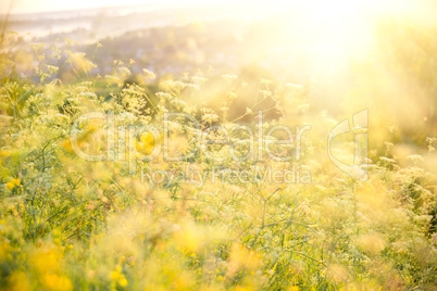 Beautiful rural landscape with sunrise over a meadow. Soft focus