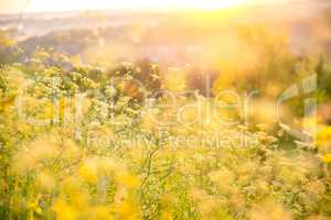 Beautiful rural landscape with sunrise over a meadow. Soft focus