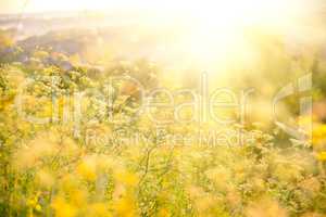 Beautiful rural landscape with sunrise over a meadow. Soft focus