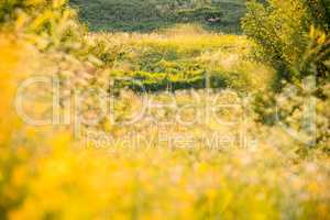 Beautiful rural landscape with sunrise over a meadow. Soft focus