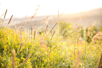 Beautiful rural landscape with sunrise over a meadow. Soft focus