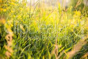 Beautiful rural landscape with sunrise over a meadow. Soft focus