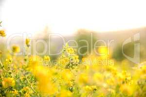 Beautiful rural landscape with sunrise over a meadow. Soft focus