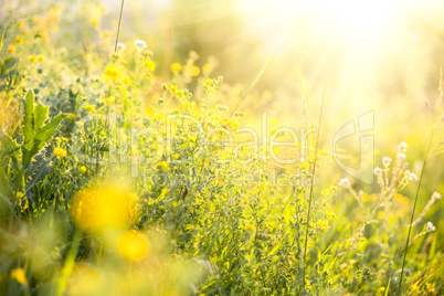 Beautiful rural landscape with sunrise over a meadow. Soft focus