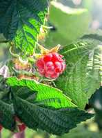 Raspberry berrie