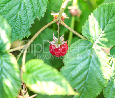 Raspberry berrie