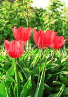 Beautiful red tulips