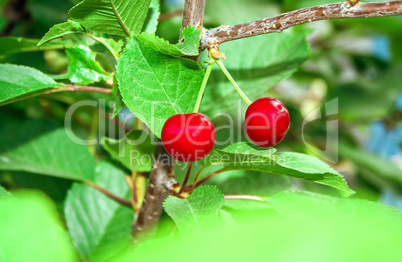 Two ripe cherries