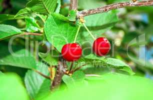 Two ripe cherries