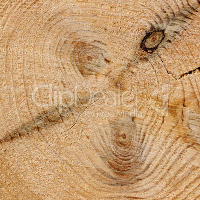 wood texture with growth rings