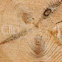 wood texture with growth rings