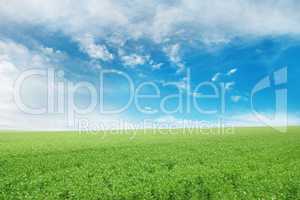 Pea field and blue sky