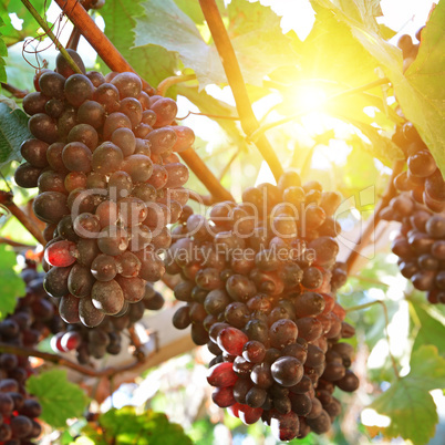 ripe grapes in the sun