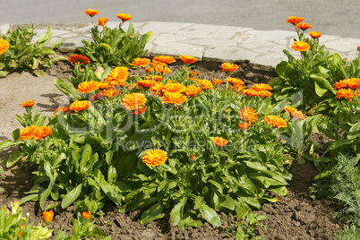 Calendula flowering on flowerbed