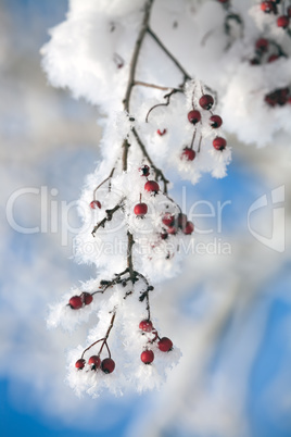 red hawthorn berries