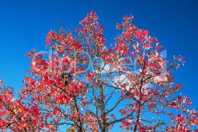 Herbstbaum vor blauen Himmel.