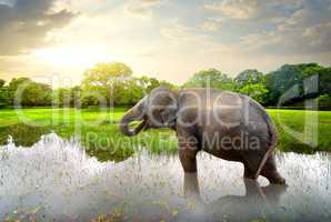 Elefant in pond