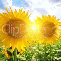 sunflowers on a background of blue sky